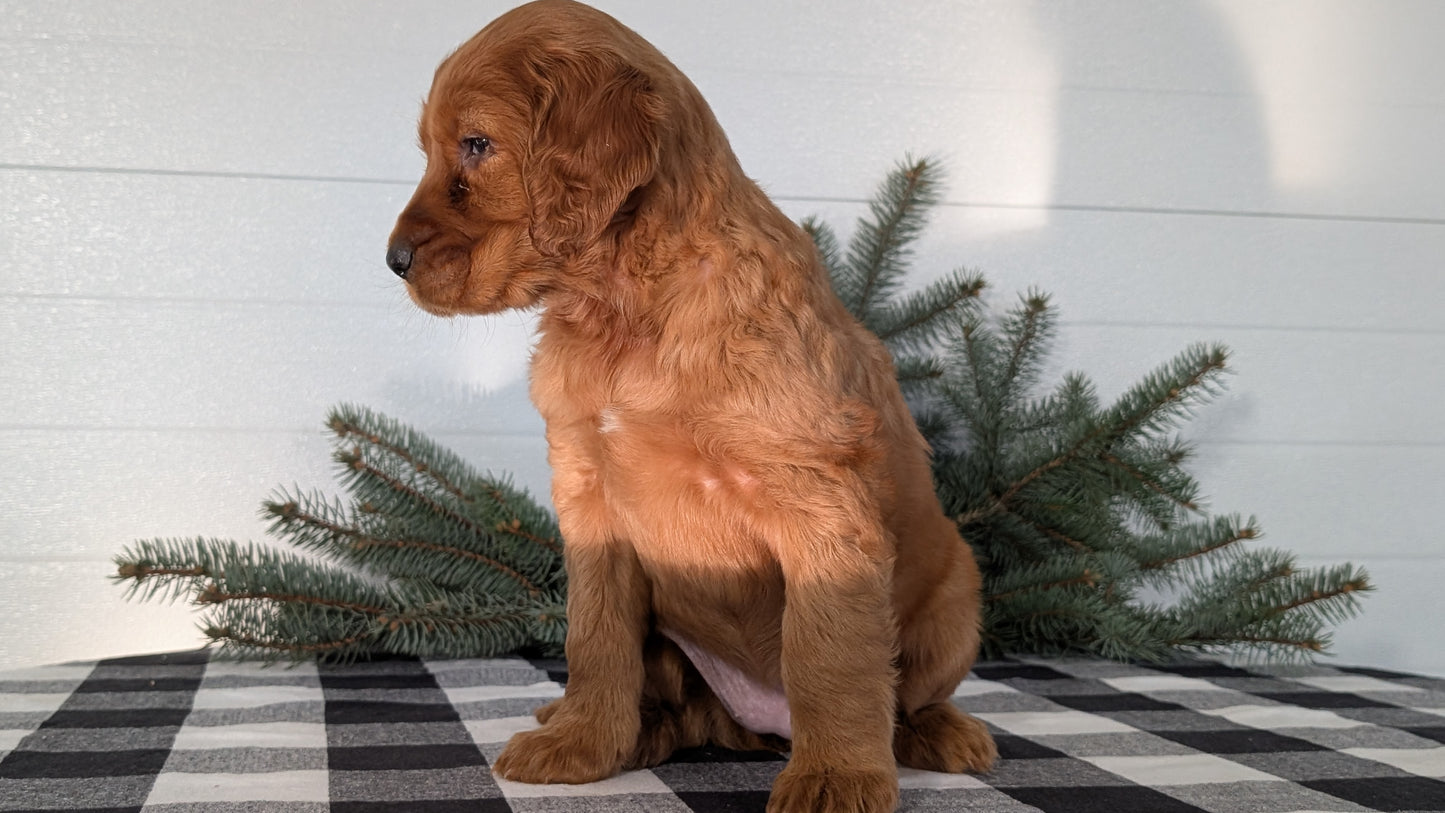 IRISH SETTER (NOV 02) FEMALE