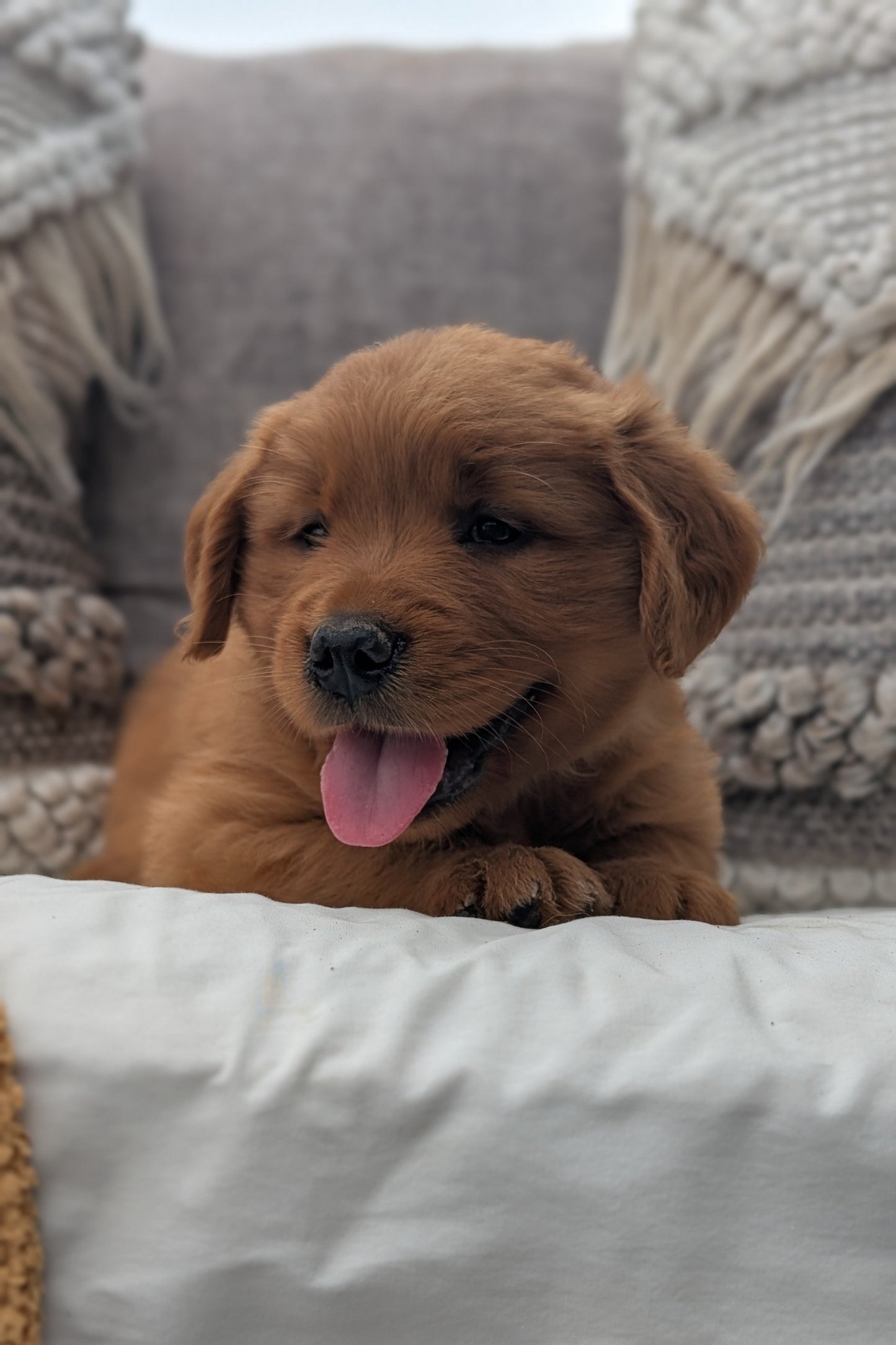 GOLDEN RETRIEVER (JUL 01) MALES