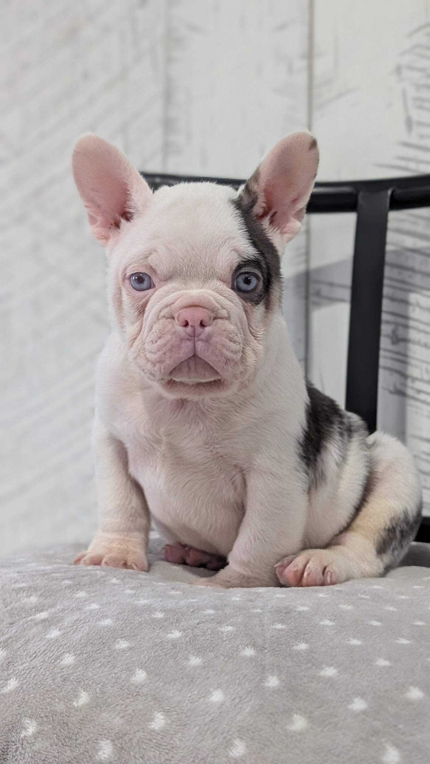 FRENCH BULLDOG (NOV 18) MALE