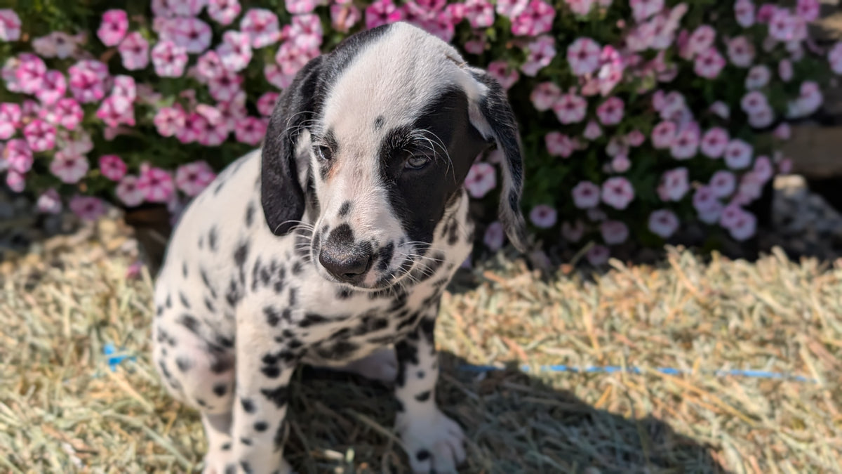 DALMATIAN (JUN 29) FEMALES