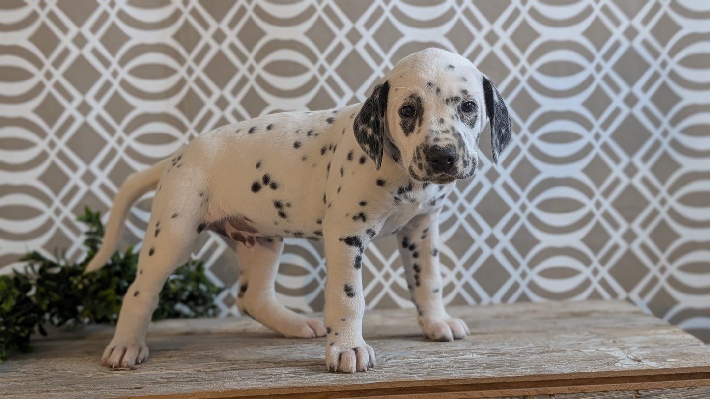 DALMATIAN (FEB 06) MALES