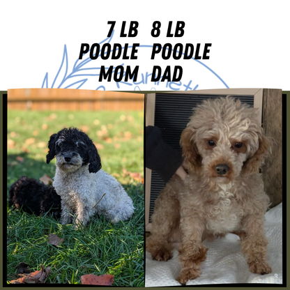 TOY POODLE (08/19) FEMALE