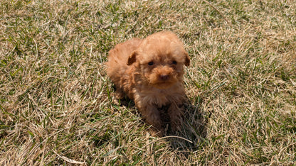 TOY POODLE (01/23) MALE