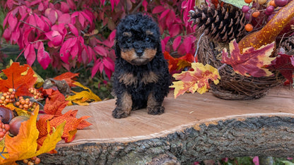 TOY POODLE (09/10) MALE