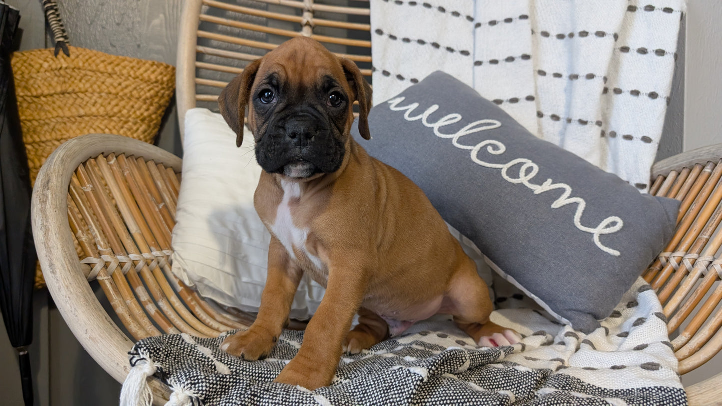 BOXER (OCT 12) MALES