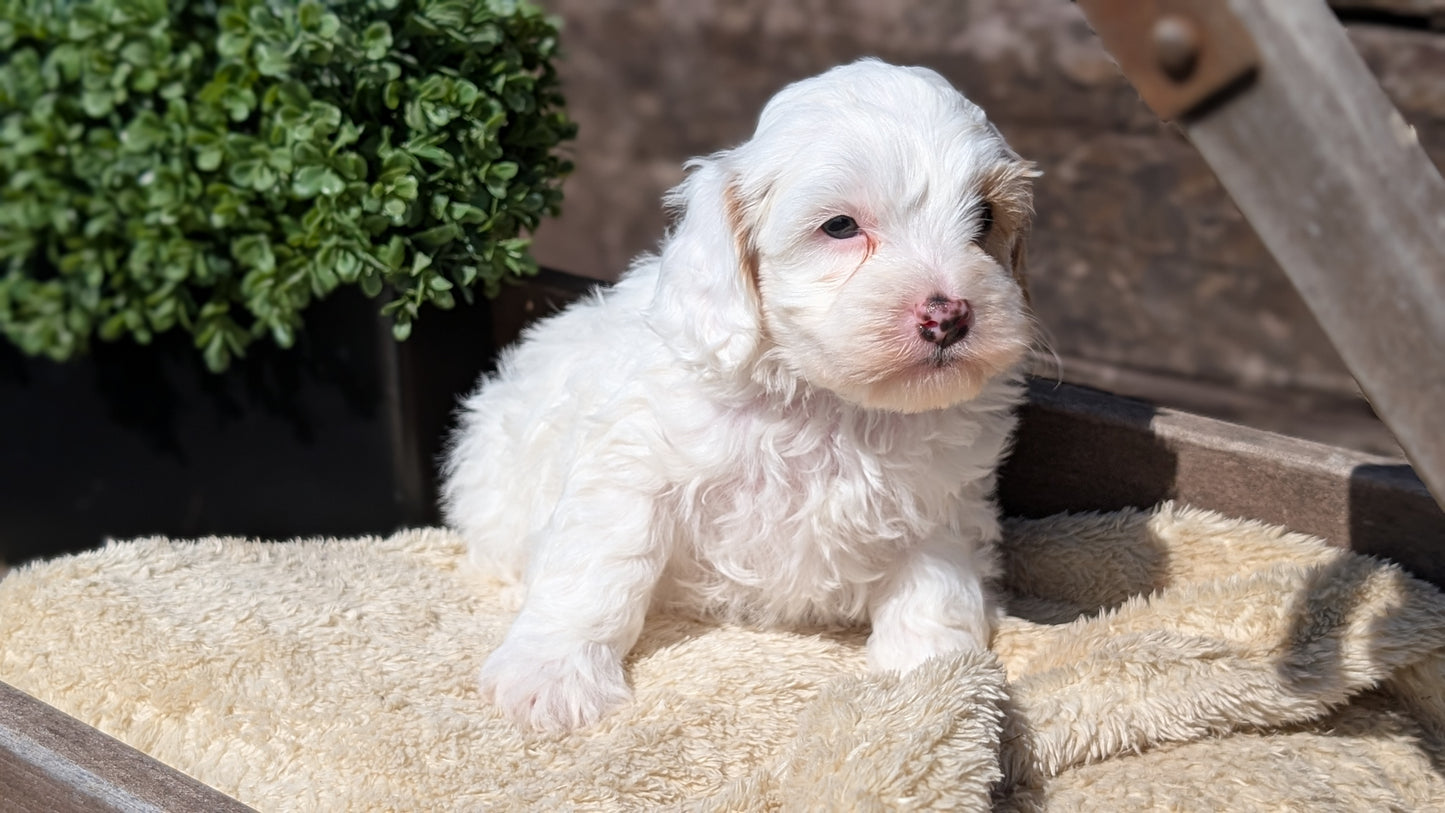 COCKAPOO (MAY 13) MALES