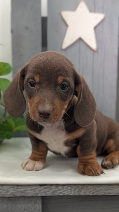 MINI DACHSHUND (MAR 23) MALES