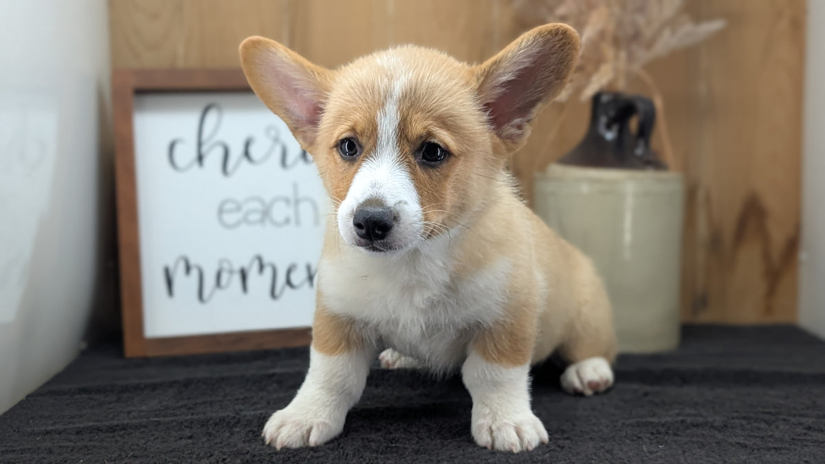 CORGI (JUL 13) 2 FEMALES/3 MALES