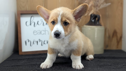 CORGI (JUL 13) 2 FEMALES/3 MALES