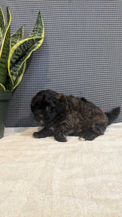 SHIH-POO (06/25) FEMALE