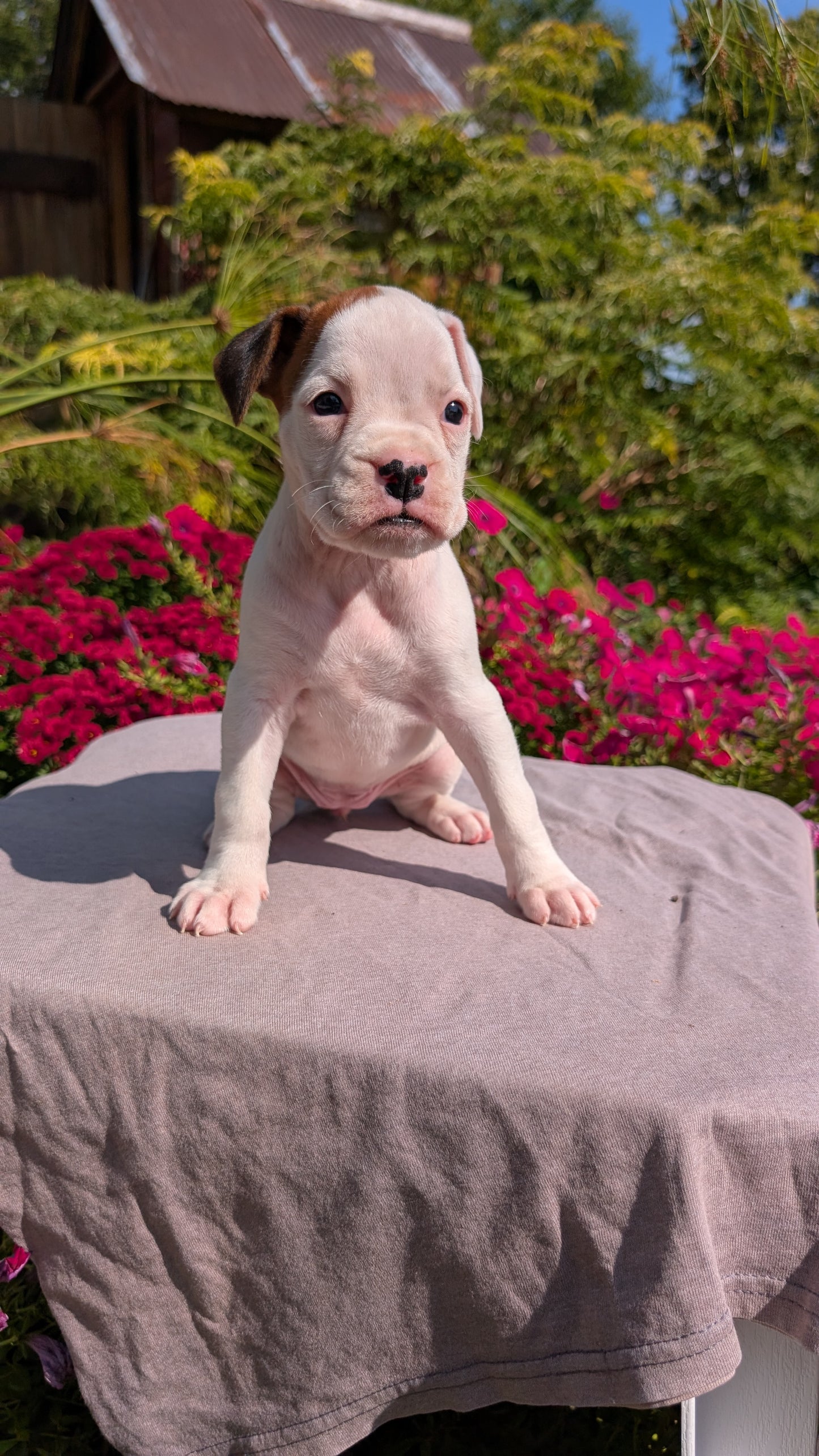 BOXER (08/20) FEMALE