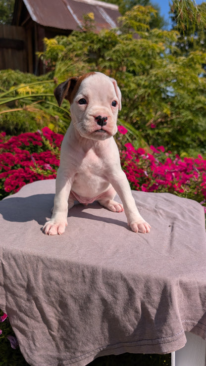 BOXER (08/20) FEMALE
