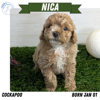 COCKAPOO (01/01) FEMALE