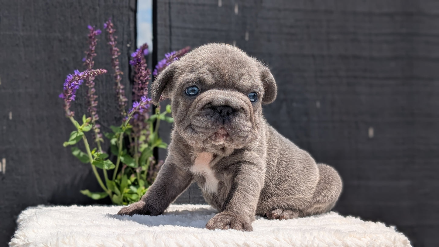 FRENCH BULLDOG (APR 24) MALES