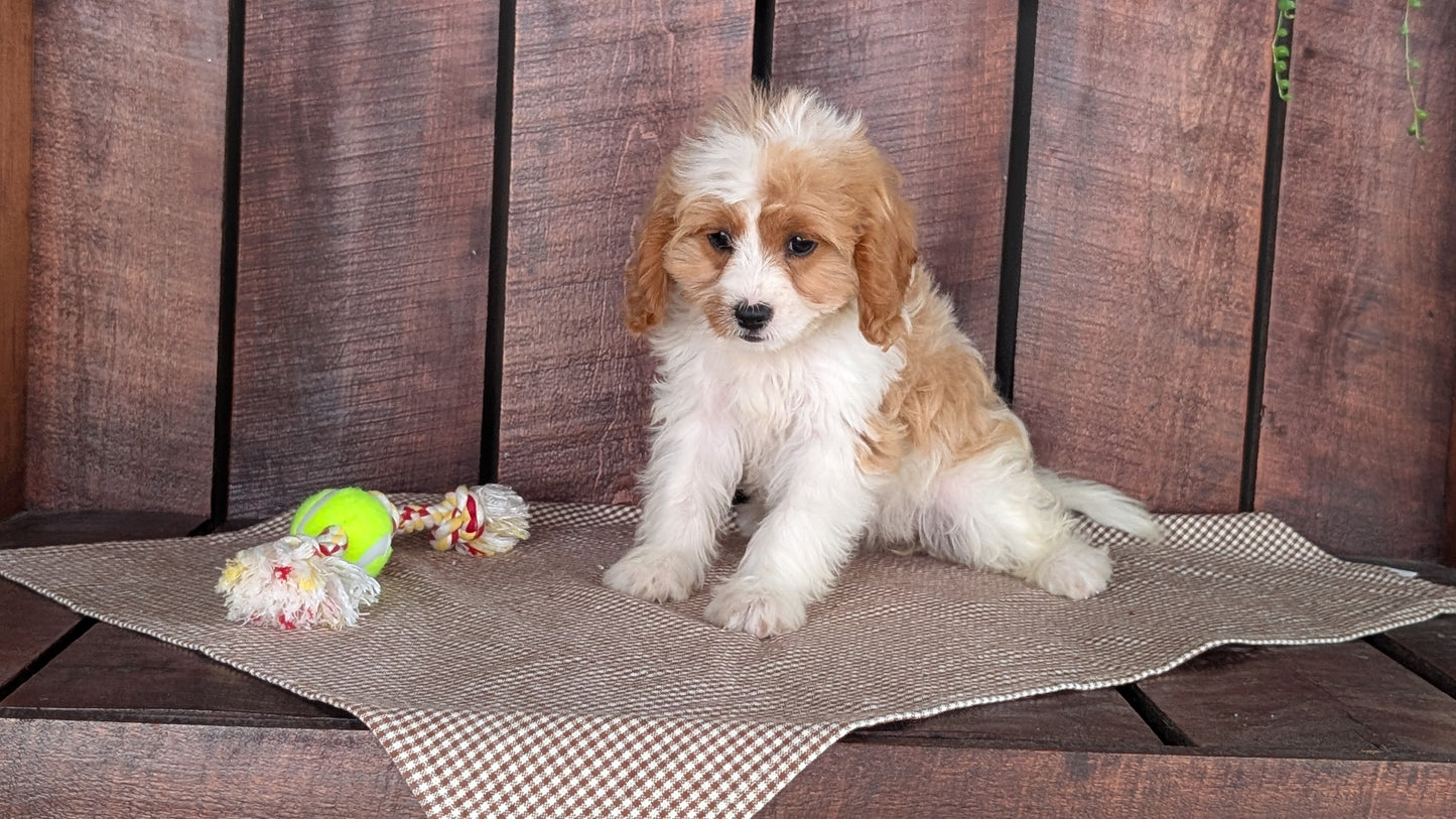 CAVAPOO (MAY 18) FEMALES