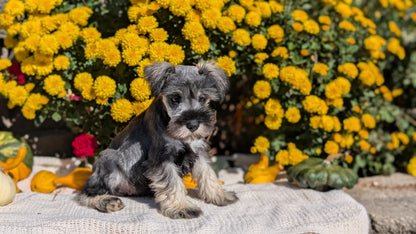 MINI SCHNAUZER (08/06) MALE