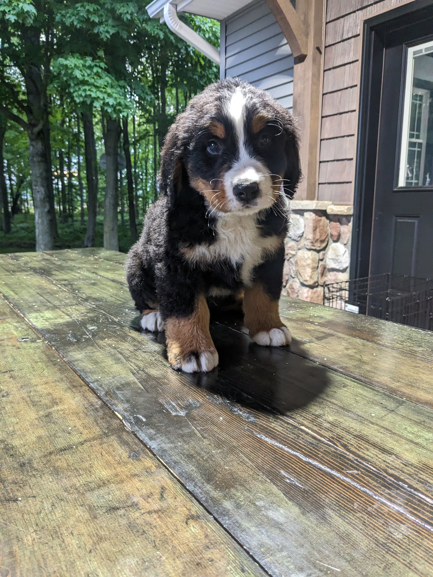 BERNESE MOUNTAIN DOG (03/21) MALE