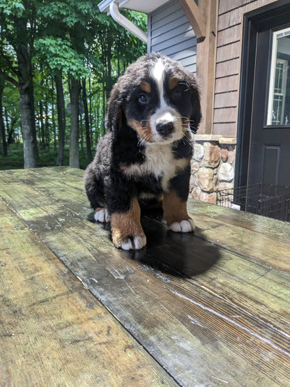 BERNESE MOUNTAIN DOG (03/21) MALE
