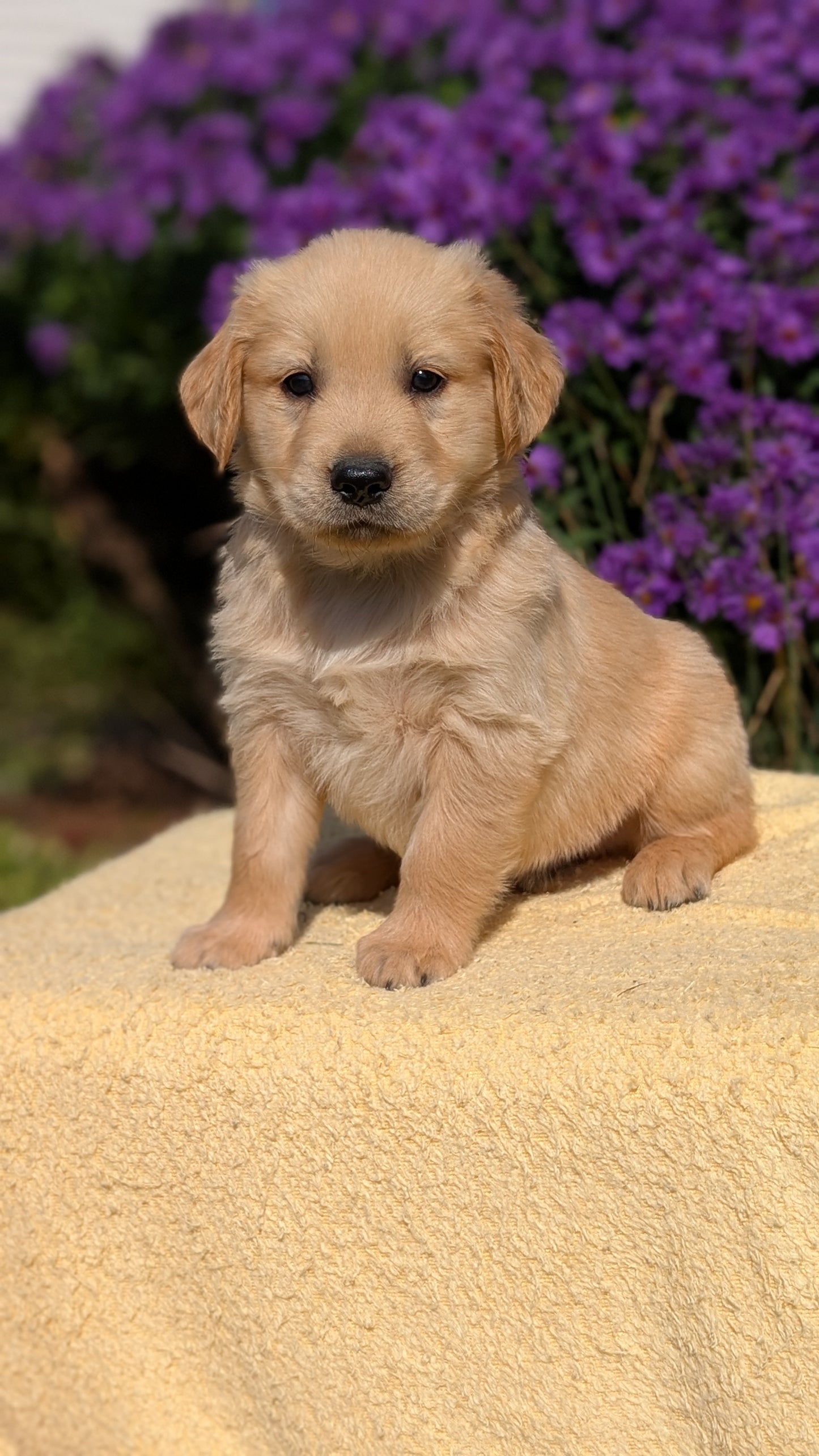 GOLDEN RETRIEVER (08/14) MALE
