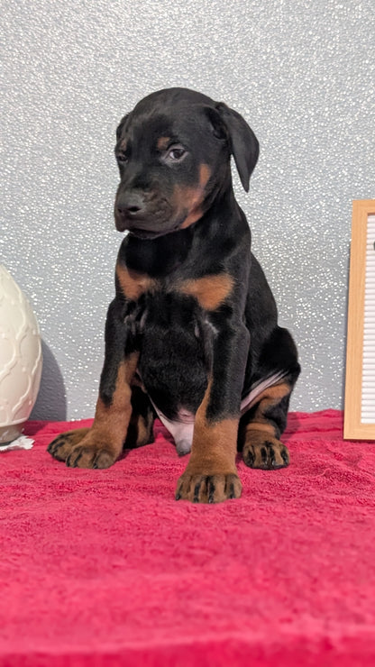 DOBERMAN PINSCHER (OCT 17) MALES