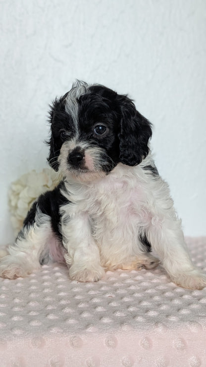 CAVAPOO (APR 02) MALES