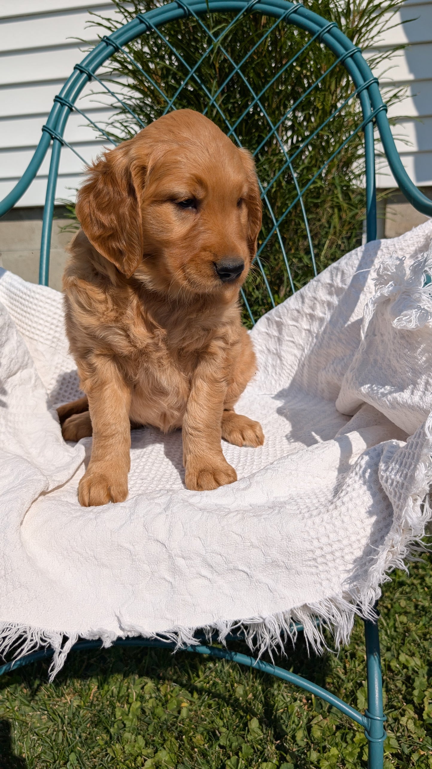 GOLDEN RETRIEVER (07/24) FEMALE