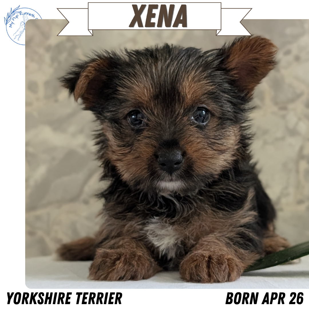 YORKSHIRE TERRIER (APR 26) FEMALES