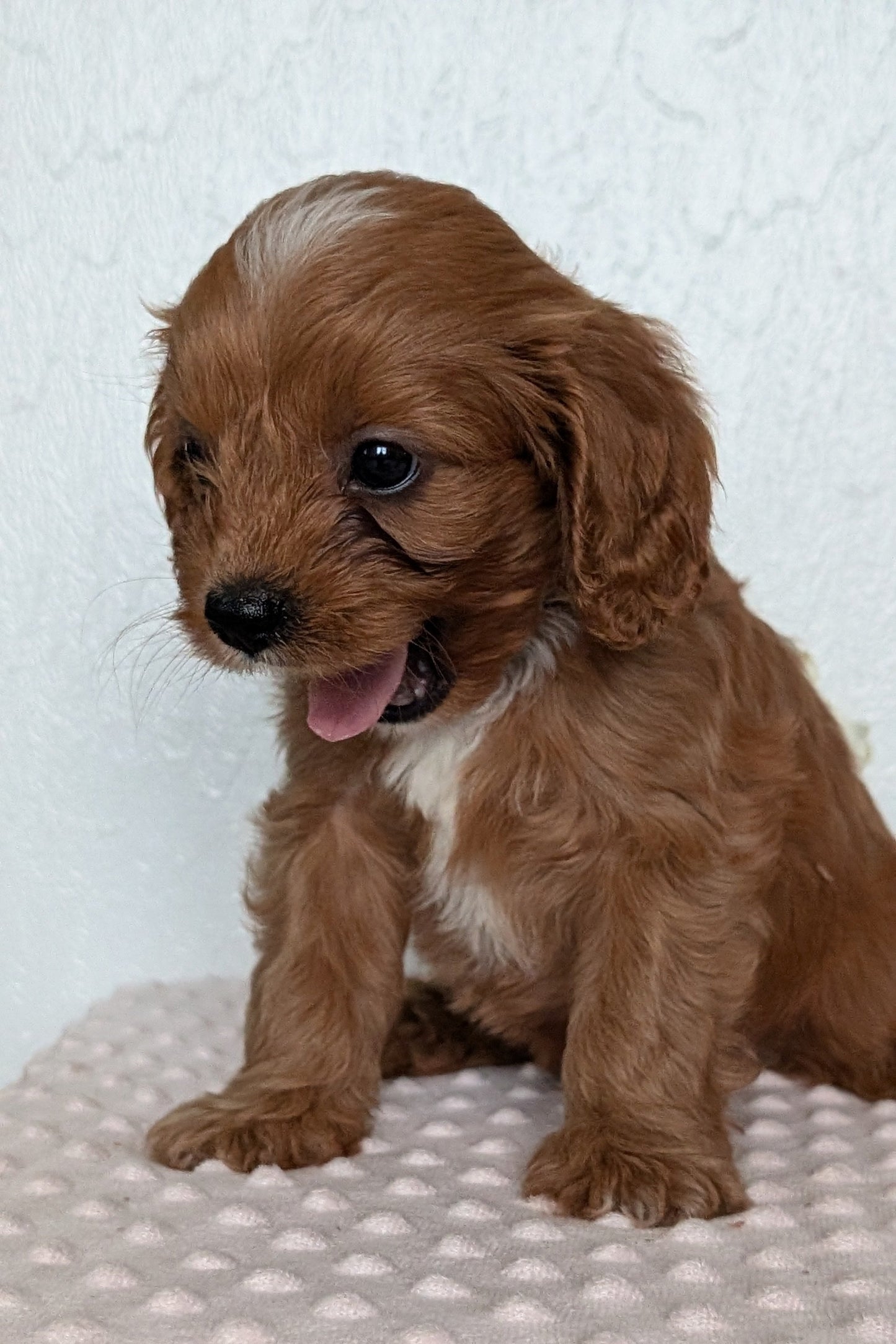 CAVAPOO (APR 02) MALES