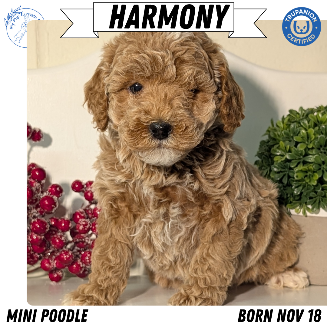 MINI POODLE (NOV 18) FEMALES