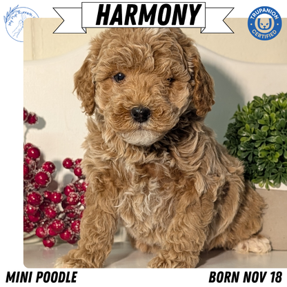 MINI POODLE (NOV 18) FEMALES