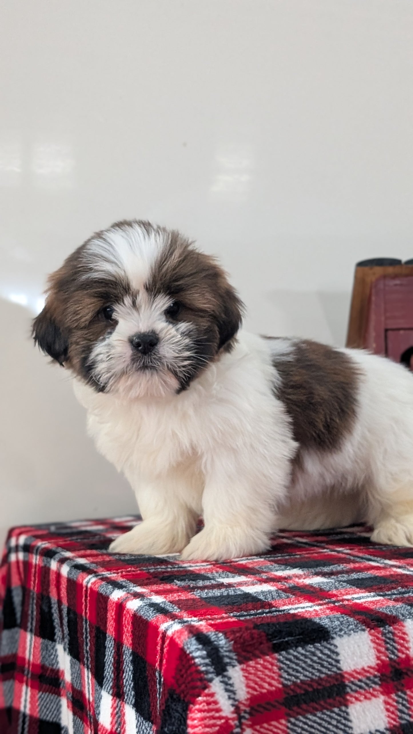 SHIH TZU (DEC 10) MALES