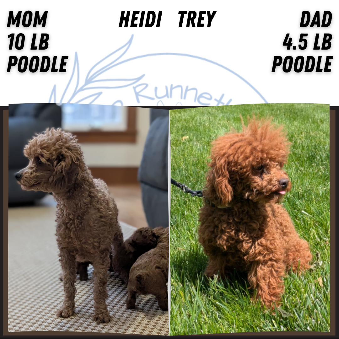 MINI POODLE (NOV 14) MALES