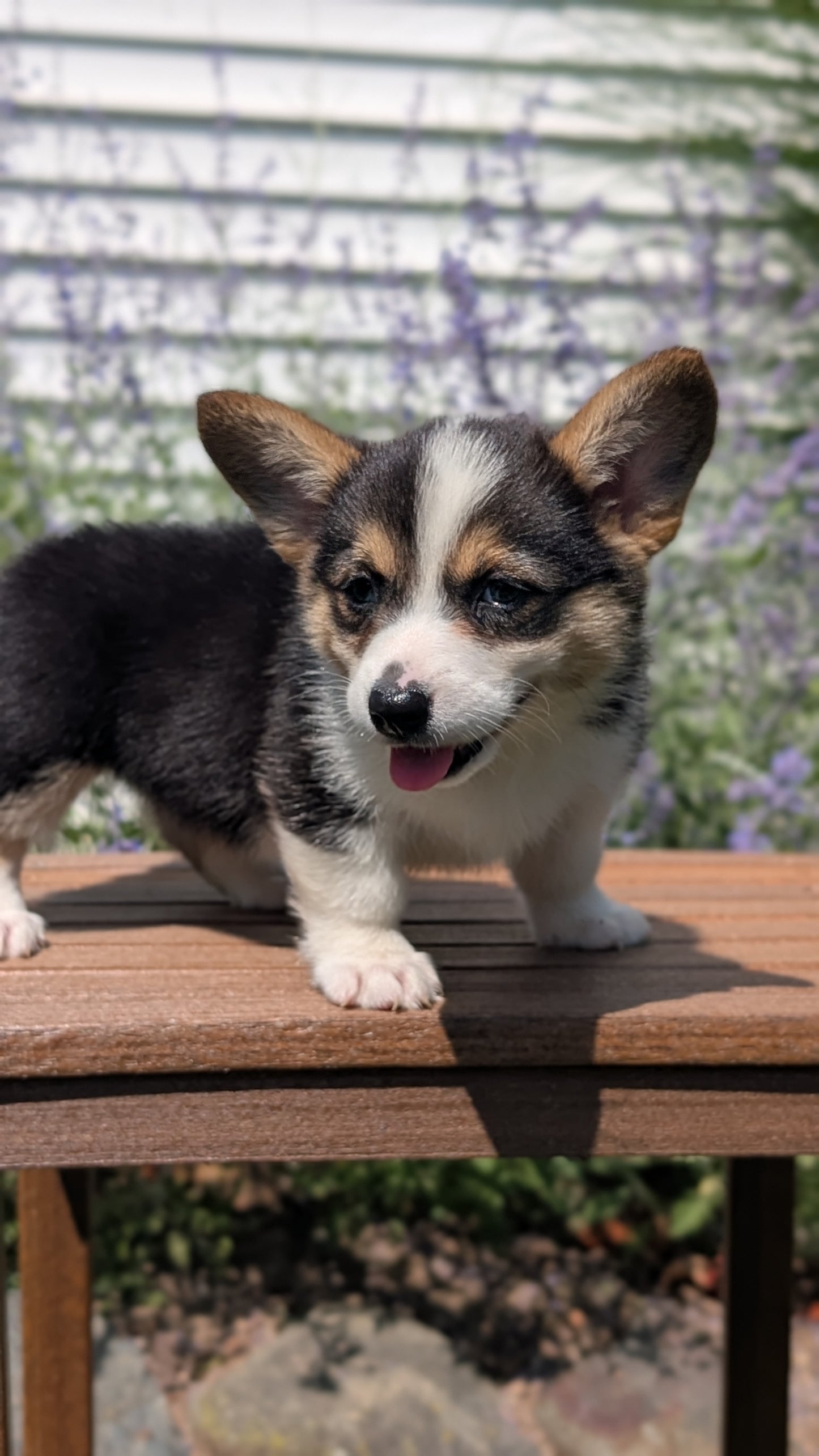 CORGI (JUN 08) FEMALES