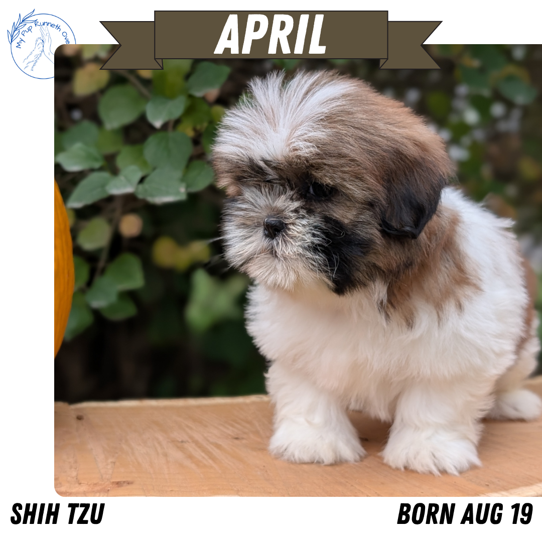 SHIH TZU (08/19) FEMALE