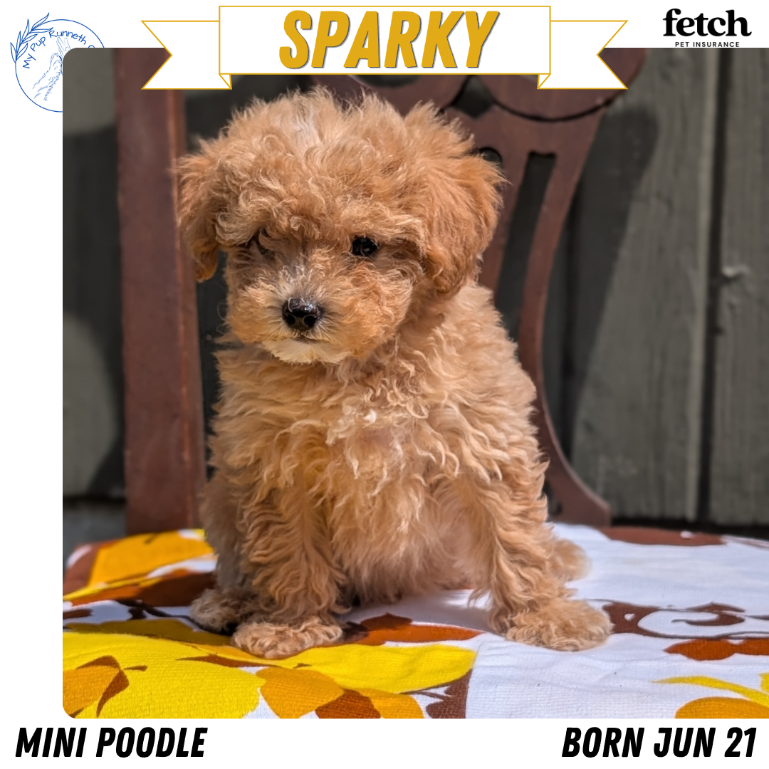 MINI POODLE (JUN 21) 4 MALES