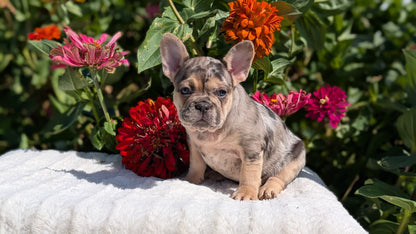 FRENCH BULLDOG (07/08) FEMALE