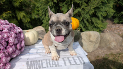 FRENCH BULLDOG (07/03) FEMALE