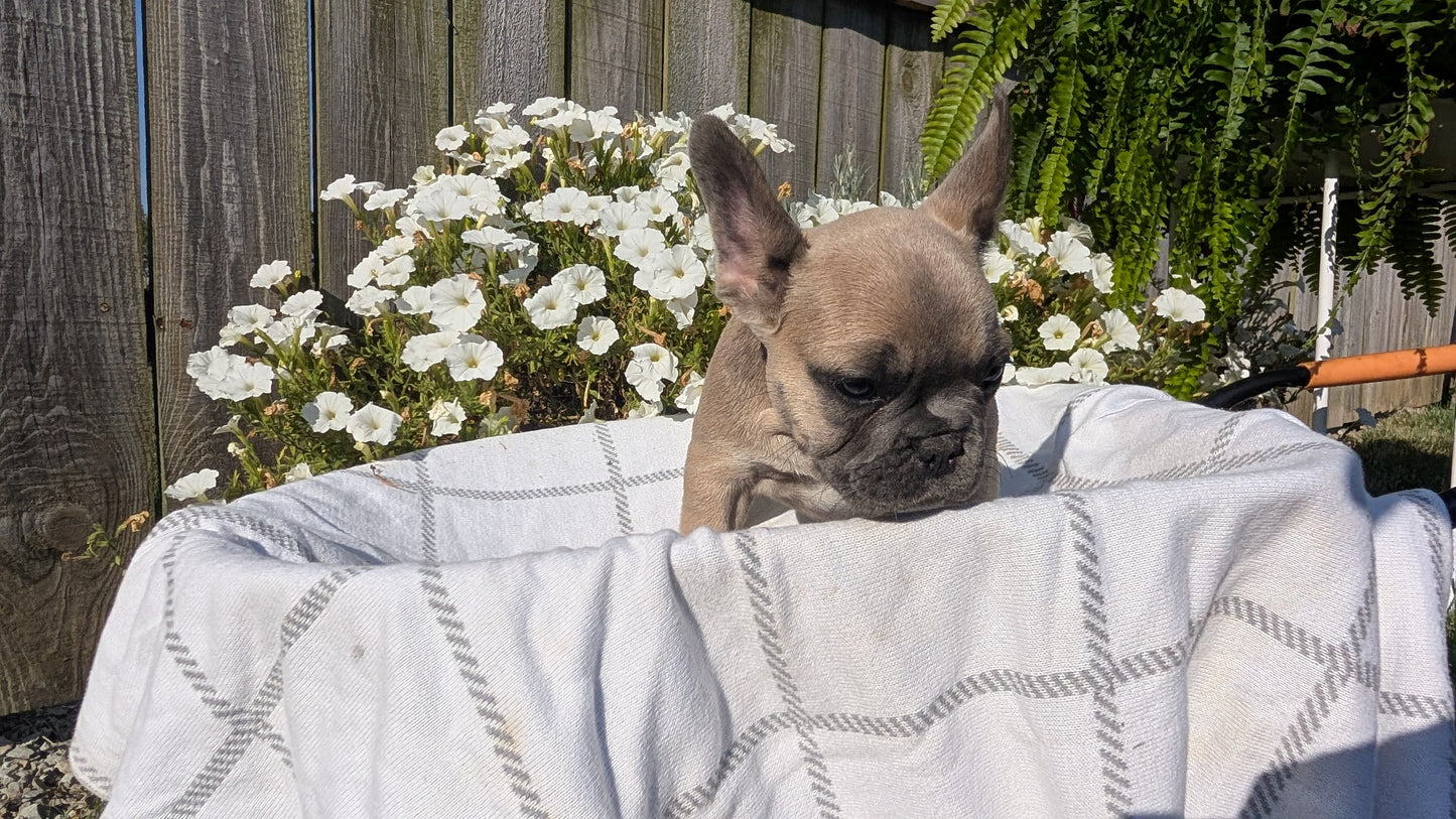 FRENCH BULLDOG (07/03) FEMALE