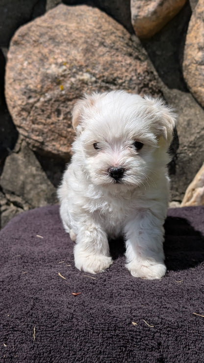 HAVANESE (MAY 14) MALES