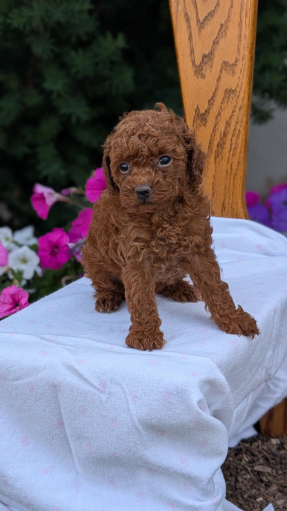TOY POODLE (JUN 09) MALE
