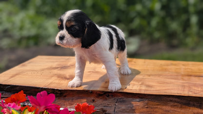 CAVALIER (MAY 30) FEMALES