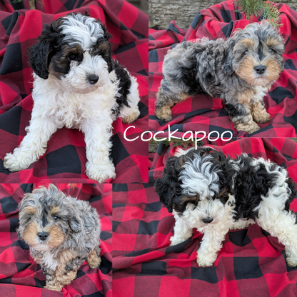 COCKAPOO (09/28) MALE