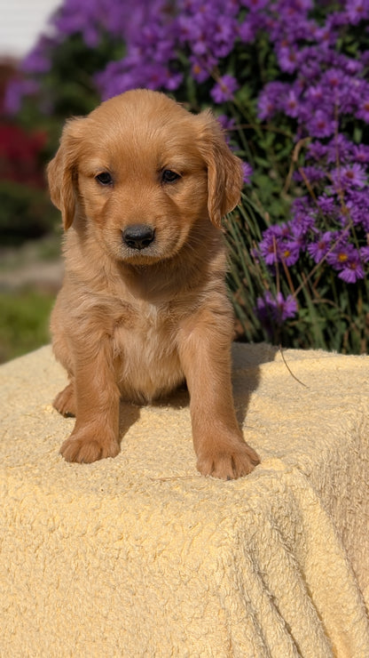 GOLDEN RETRIEVER (08/14) FEMALE