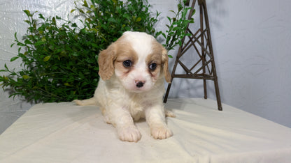 CAVAPOO (02/17) FEMALE