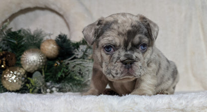 FRENCH BULLDOG (OCT 08) MALES