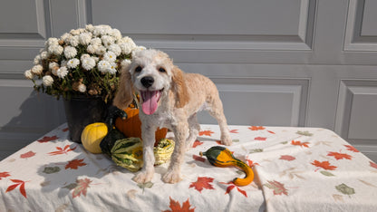 MINI AUSSIEDOODLE (06/21) MALE