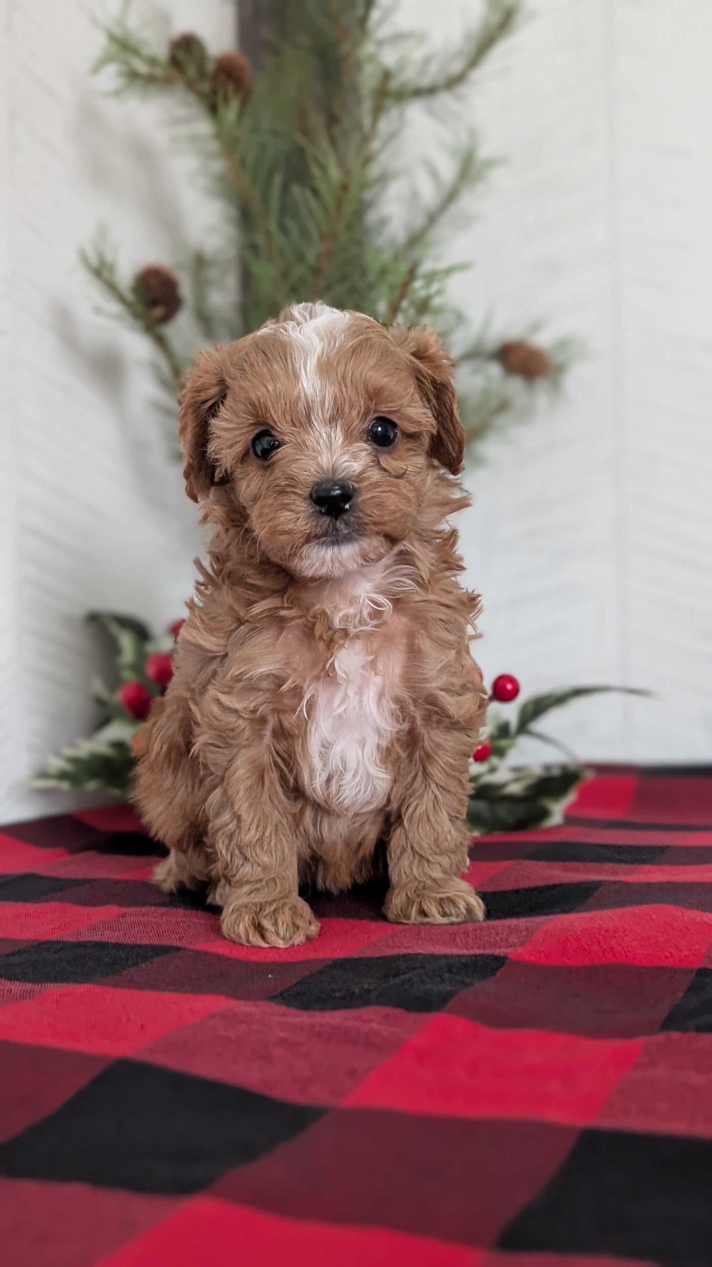 CAVAPOO (OCT 27) FEMALES