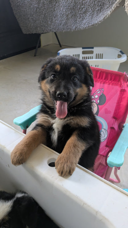 GOLDEN BERNESE (10/28) FEMALE