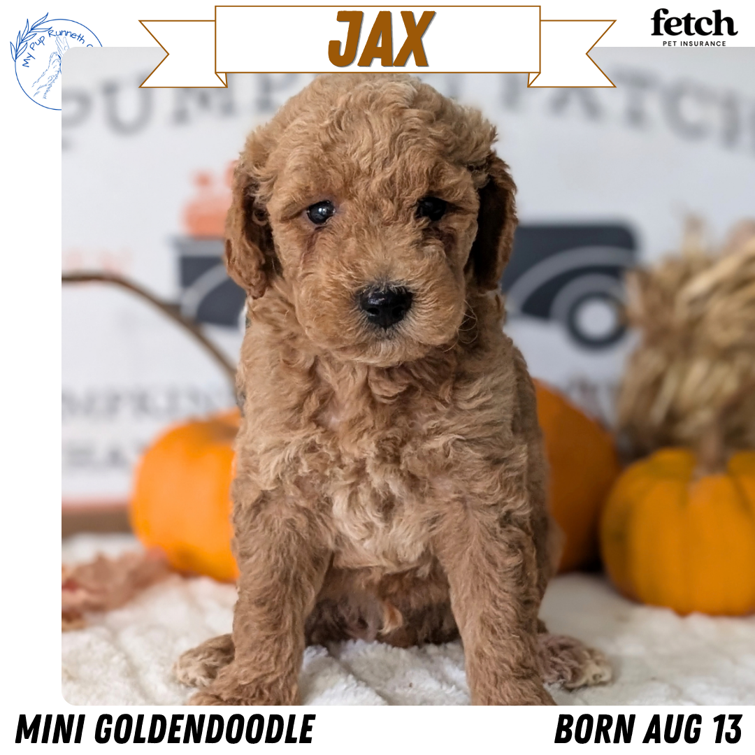 MINI GOLDENDOODLE (AUG 13) 6 MALES/3 FEMALES