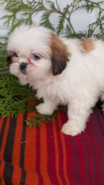SHIH TZU (SEP 30) FEMALE